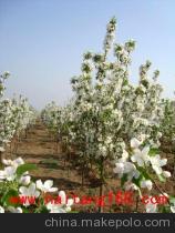 供應海棠樹苗——懷來縣金海棠農產品貿易中心優質喬木資源